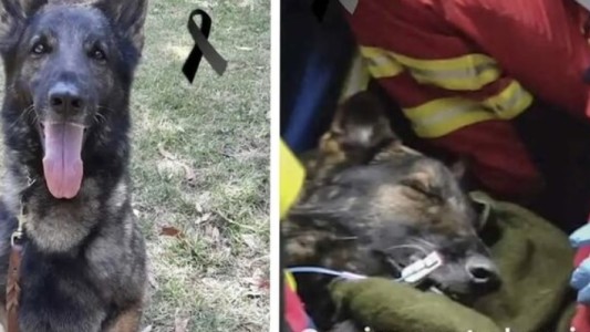 Emotiva despedida a un perro rescatista en medio de los operativos tras el sismo en Turquía