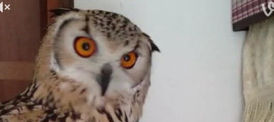 El mejor Vine de la historia: el búho que se "enamora" del almohadón