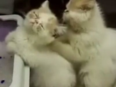 #EsViral Habilidades innatas: los masajes de gatos