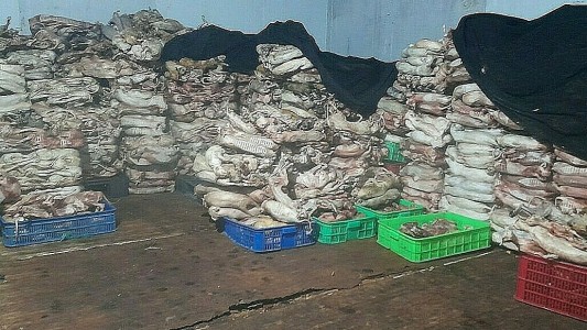 Hallan 2.000 gatos muertos destinados a la medicina tradicional