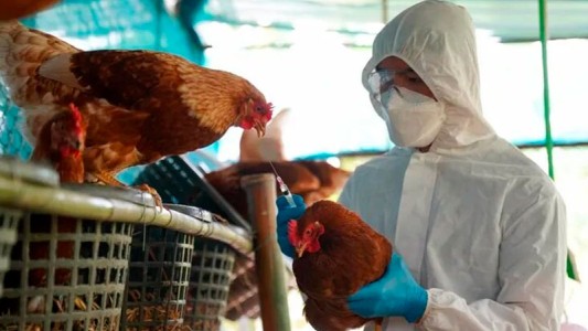 Confirman nuevos casos de influenza aviar, ahora en Santa Fe