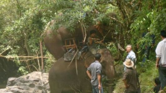 Un elefante mató a su guardián y huyó a la jungla con tres turistas al lomo en Tailandia