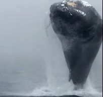 Espectacular salto de una ballena muy cerca de turistas