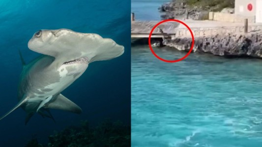 Más valiente que ninguno: perro se tiró al agua para espantar un tiburón - #Flashchat