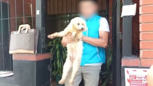 Liniers: rescataron 17 caniches de un criadero ilegal de perros