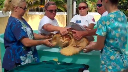 Video: devuelven al mar tortugas marinas protegidas