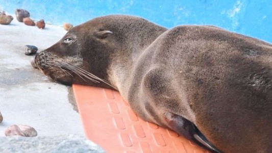 La desnutrición fue la principal causa de atención de animales en Mundo Marino durante 2022