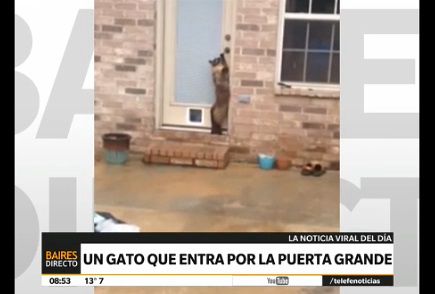 "La noticia viral del día": un gato entra por la puerta grande