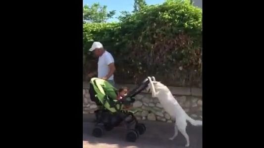 El increíble video del "perro niñera" que pasea el cochecito de un bebé