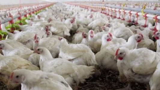 Senasa confirmó cuatro nuevos casos de gripe aviar y ascienden a 30 las detecciones