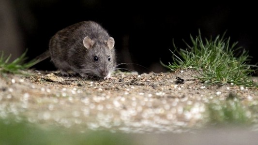 Un adolescente murió por hantavirus en Santa Fe