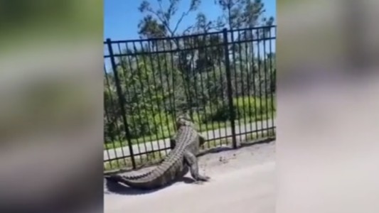 Fuerza animal: cocodrilo rompió una reja para escapar hacia la calle