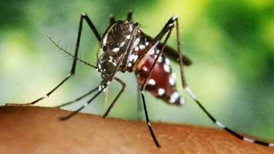 Ascienden a 21 los casos de chikungunya en Misiones