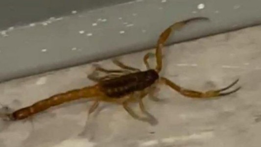 Palermo: aparecieron alacranes en la escuela Lenguas Vivas y pidieron la suspensión de clases