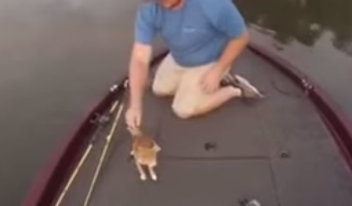 #EsViral: mirá cómo un pescador rescata a dos gatitos