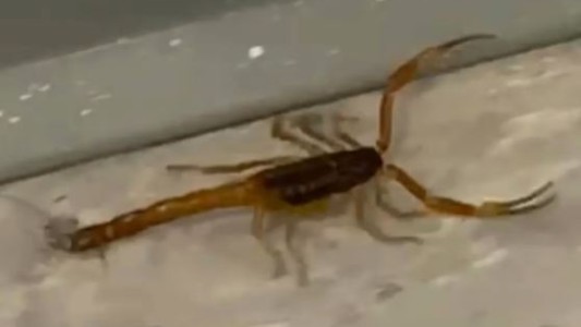 Ordenan fumigar la escuela donde apareció un alacrán pero no suspendió las clases