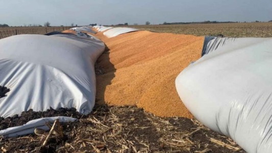 Cooperativa denunció que vándalos provocaron roturas en 51 silobolsas en Puán