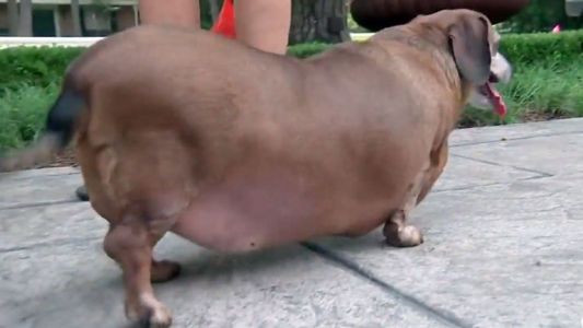 La conmovedora historia del perro obeso