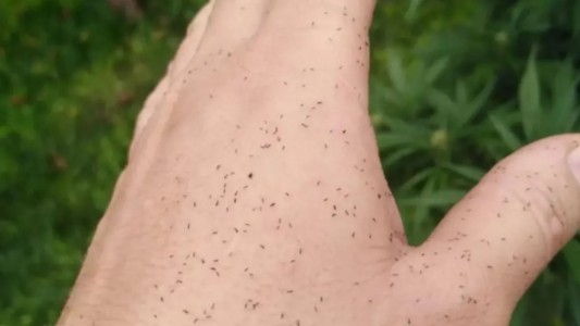 Alerta por una invasión de insectos diminutos que pican: qué son y cómo combatirlos