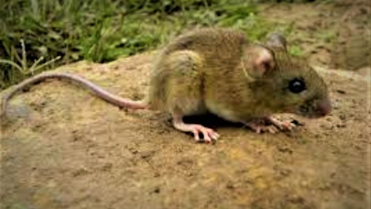 Murió una mujer de 45 años por hantavirus en la ciudad de Bariloche
