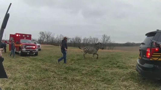 Policías mataron a tiros a una cebra que atacó y mordió a su dueño