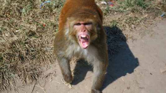 Peligro, mono suelto: casi le arranca a mordiscos la oreja a una mujer - #FlashChat