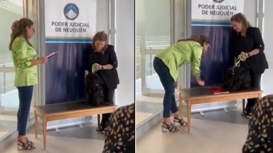 Neuquén: le tomaron juramento a un perro en el Poder Judicial