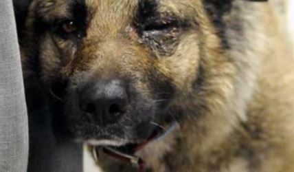 Le quitan su perro a una mujer por maltratarlo y deberá pagar su recuperación