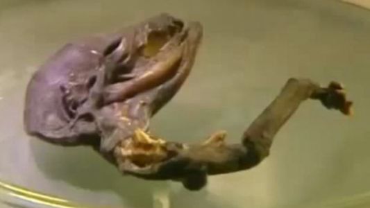 Hallaron una criatura misteriosa en un río de Rusia