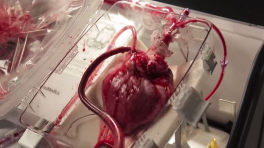 Video: así late un corazón