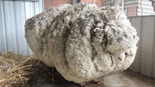 Hallan en Australia a una oveja gigante que estaba perdida