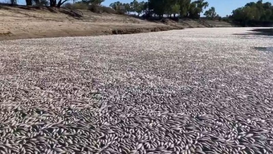 Millones de peces muertos bloquean un río australiano