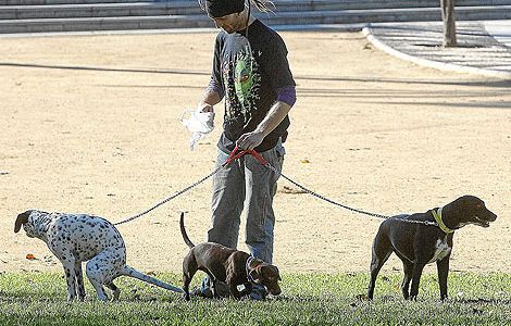 Proyectan iluminar Nueva York con heces de perro