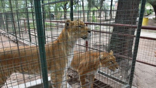Trasladarán 19 grandes felinos del exzoológico de La Rioja a un santuario en Entre Ríos