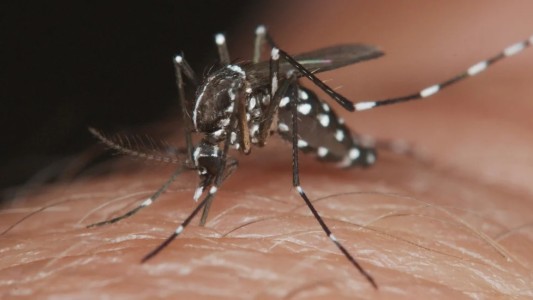 Proponen fabricar mosquitos infértiles para combatir el dengue