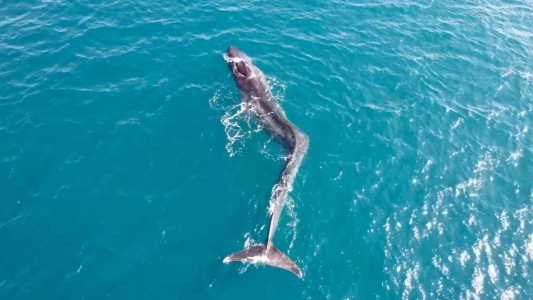 El drama de la ballena: casi no puede nadar con la columna desviada - #FlashChat