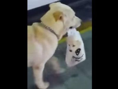 #EsViral la madre perra que lleva a su cachorro en una bolsa de plástico