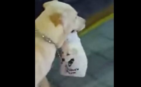 #EsViral: el perro que saca a pasear a su cachorro en una bolsa