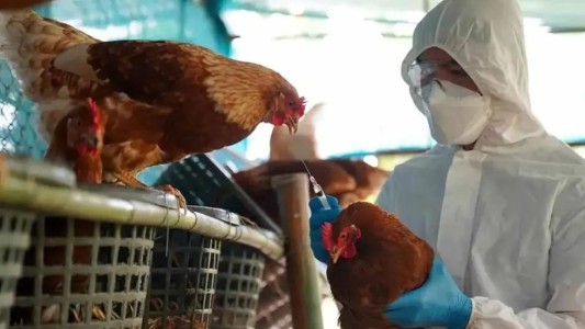 Gripe aviar: En Santa Fe sacrificaron 15.000 aves por un caso