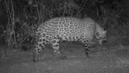 Registran un nuevo yaguareté en la provincia de Formosa