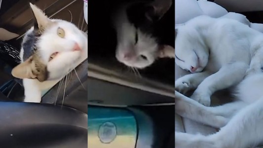 Joaquin es camionero y recorre Estados Unidos acompañado de su gata, Chikitita