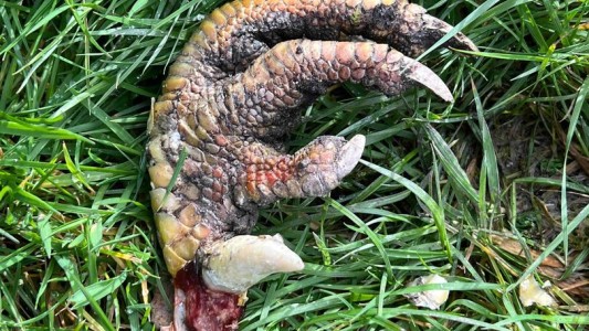 Hallaron una misteriosa garra en su jardín y aún no saben a qué especie pertenece