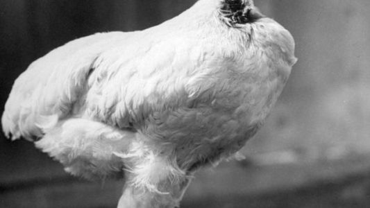 La historia de Mike, el pollo que vivió un año y medio sin cabeza