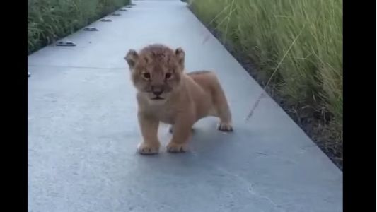 #EsViral El tierno cachorro de león que intenta rugir como un rey