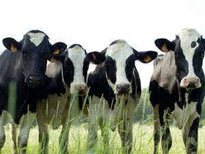 Descubren que darle yerba al ganado mejora su carne