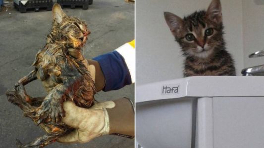 Un gatito fue salvado de la basura antes de ser incinerado