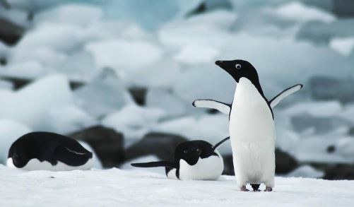 Aportan la primera evidencia de contaminación por microplásticos en pingüinos de Magallanes