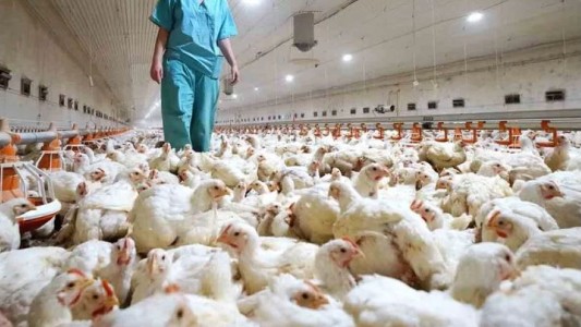 Medida cautelar frenó sacrificio de gallinas tras diagnóstico de gripe aviar en Corrientes