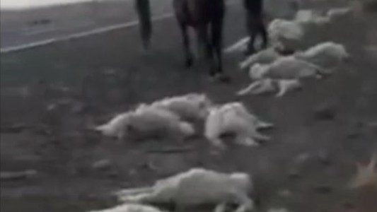 Neuquén: Un camionero atropelló y mató a 47 chivas y luego se fugó