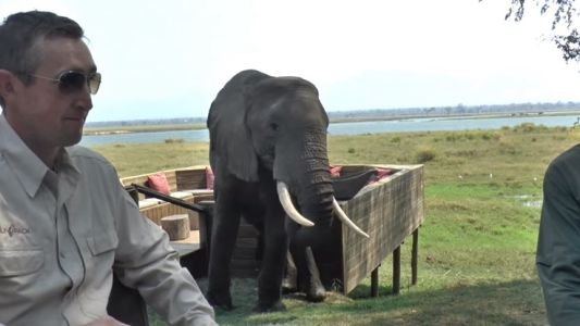 #EsViral: un elefante hambriento embistió a dos turistas